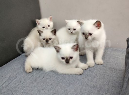 9 Temmuz Doğumlu British Shorthair Yavrularımız görsel