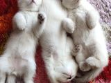 9 Temmuz doğumlu British Shorthair Yavrularımız