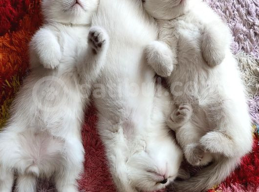 9 Temmuz Doğumlu British Shorthair Yavrularımız