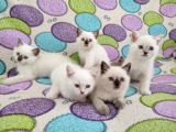 9 Temmuz Doğumlu British Shorthair Yavrularımız