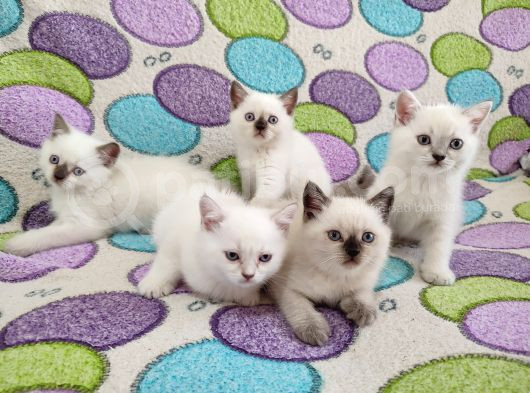 9 Temmuz Doğumlu British Shorthair Yavrularımız görsel