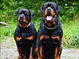Macar Rottweiler Yavruları Mama Ve Malzeme Kampanyalı