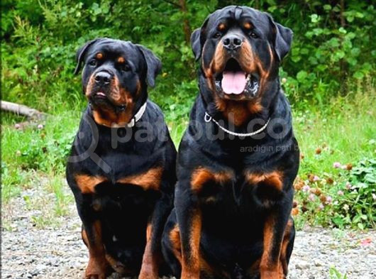 Macar Rottweiler Yavruları Mama Ve Malzeme Kampanyalı görsel