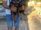 Macar Rottweiler Yavruları Mama Ve Malzeme Kampanyalı
