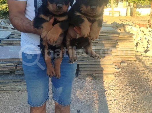 Macar Rottweiler Yavruları Mama Ve Malzeme Kampanyalı görsel