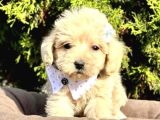 BEBEK YÜZLÜ MALTİPOO ŞAPŞİK YAVRULARIM