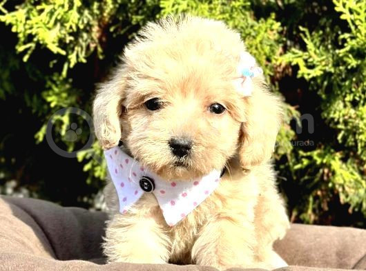 Bebek Yüzlü Malti̇poo Şapşi̇k Yavrularim