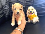 Zeki Tüy Dökmez A Secereli Maltipoo Yavrularımız