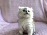 Güzeller Güzeli British Longhair