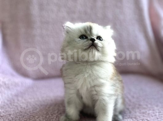 Güzeller Güzeli British Longhair görsel