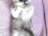 Güzeller Güzeli British Longhair