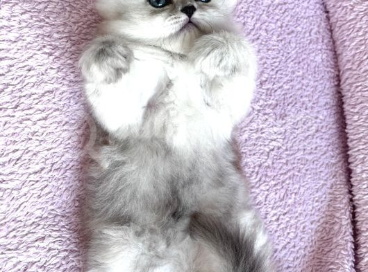 Güzeller Güzeli British Longhair görsel