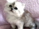 Güzeller Güzeli British Longhair