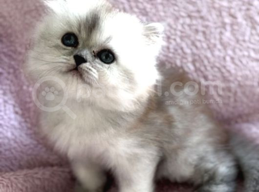 Güzeller Güzeli British Longhair görsel