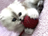 Güzeller güzeli british Longhair
