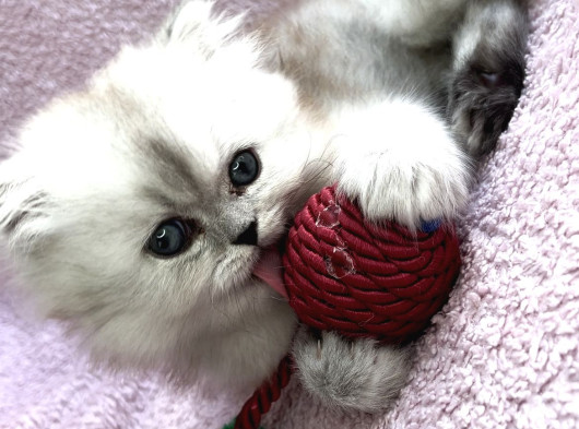 Güzeller Güzeli British Longhair
