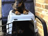 Dev Irk Ve Sağlık Garantili King Doberman Yavrular