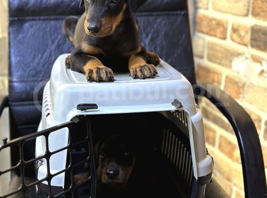 Dev Irk Ve Sağlık Garantili King Doberman Yavrular görsel