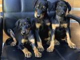 Dev Irk ve sağlık garantili king doberman yavrular
