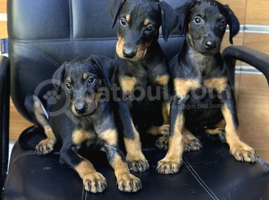 Dev Irk Ve Sağlık Garantili King Doberman Yavrular