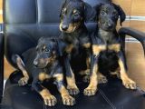 Dev Irk Ve Sağlık Garantili King Doberman Yavrular
