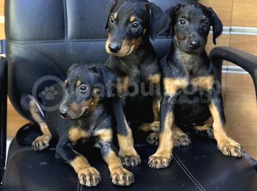 Dev Irk Ve Sağlık Garantili King Doberman Yavrular görsel