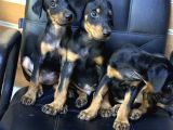 Dev Irk Ve Sağlık Garantili King Doberman Yavrular