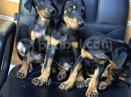 Dev Irk Ve Sağlık Garantili King Doberman Yavrular görsel