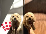 Irk Ve Sağlık Garantili Baby Face Amerikan Cocker