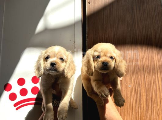 Irk Ve Sağlık Garantili Baby Face Amerikan Cocker görsel