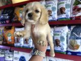 Irk Ve Sağlık Garantili Baby Face Amerikan Cocker
