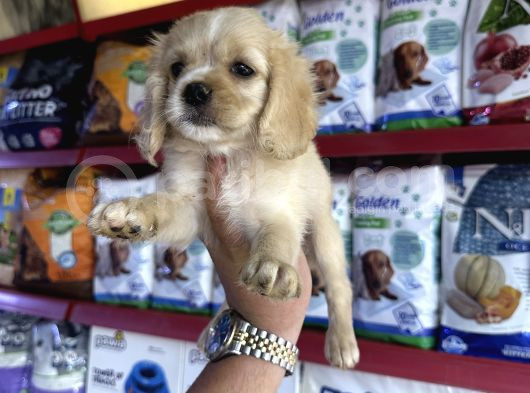 Irk Ve Sağlık Garantili Baby Face Amerikan Cocker görsel