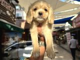 Irk Ve Sağlık Garantili Baby Face Amerikan Cocker