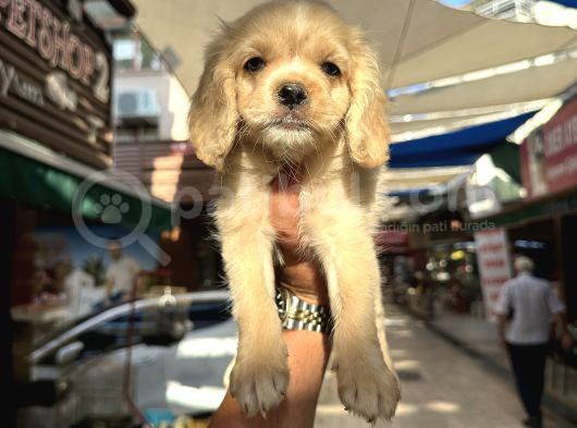 Irk Ve Sağlık Garantili Baby Face Amerikan Cocker görsel