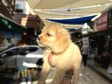Irk Ve Sağlık Garantili Baby Face Amerikan Cocker
