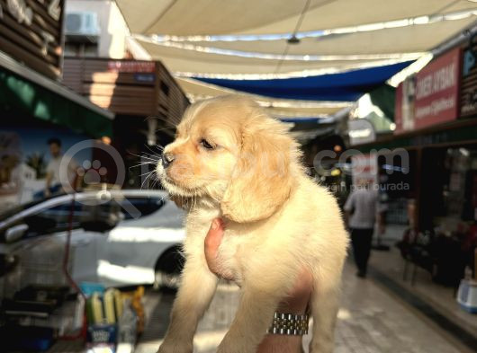 Irk Ve Sağlık Garantili Baby Face Amerikan Cocker görsel