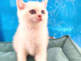British Shorthair  Golden Point Dişi Bebeğim