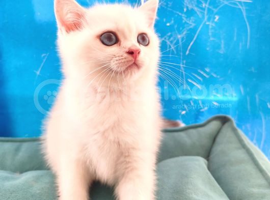 British Shorthair  Golden Point Dişi Bebeğim görsel