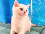 British shorthair  Golden point Dişi bebeğim