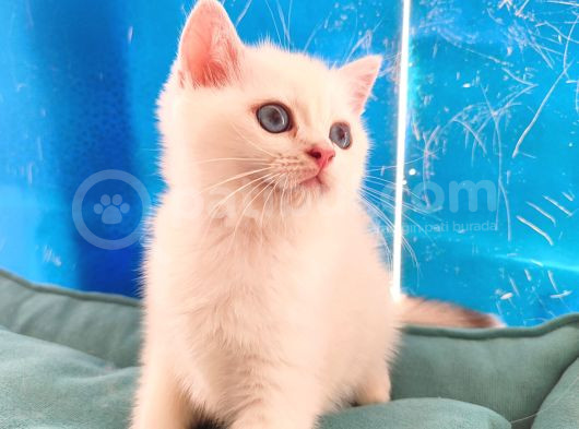 British Shorthair  Golden Point Dişi Bebeğim