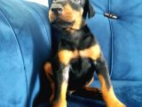 Doberman Yavruları