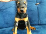 Doberman Yavruları