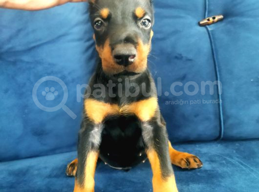 Doberman Yavruları görsel