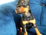 Doberman Yavruları