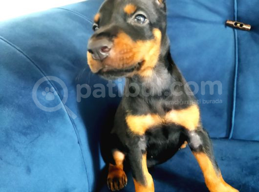 Doberman Yavruları görsel