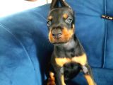 Doberman Yavruları