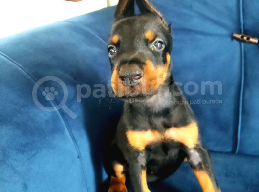 Doberman Yavruları görsel