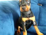 Doberman yavruları