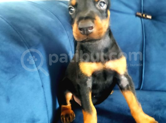 Doberman Yavruları