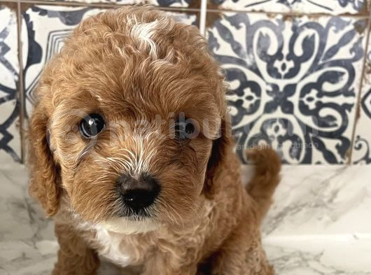 Aşırı Sevimli Kendi Köpeğimin Yavrusu görsel